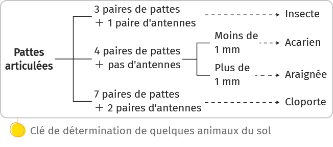 Clé de détermination de quelques animaux du sol