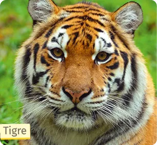 Un tigre