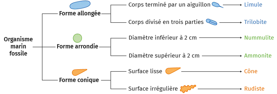 Schéma de classification de fossiles marins par forme et caractéristiques.