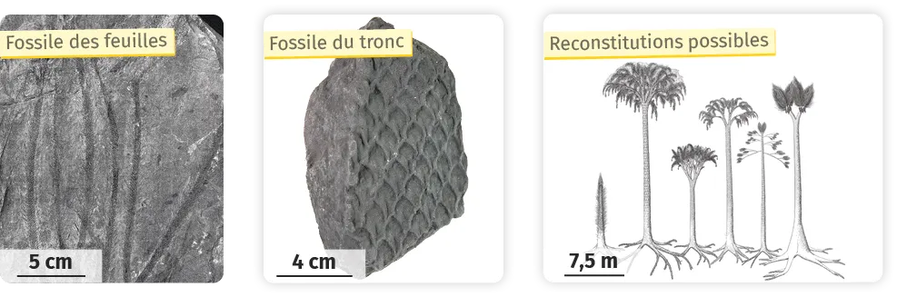 Fossiles de feuilles et tronc, avec dessins de plantes préhistoriques possibles.