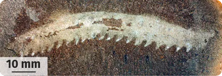 Fossile de poisson dans la roche, forme allongée avec détails fins, échelle 10 mm pour référence.