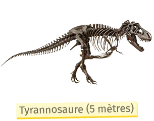 Squelette de T-Rex, bipède, queue longue, crâne massif, 5 mètres.