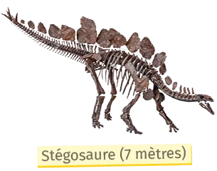 Stégosaure, dinosaure à plaques dorsales et queue épineuse, 7m de long.