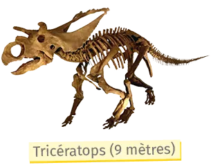 Squelette de Tricératops, dinosaure à trois cornes et collerette, long de 9 mètres.