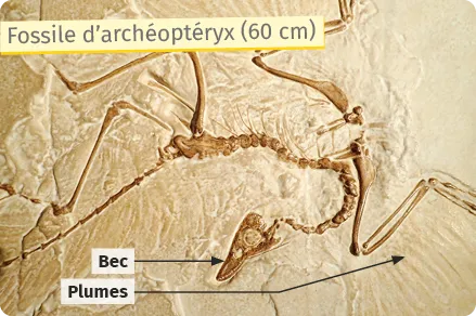 Fossile d'Archéoptéryx avec bec et plumes, gravé dans la roche, long de 60 cm.