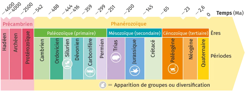 Frise chronologique des ères géologiques, avec icônes de faune et flore marquant des évolutions clés.