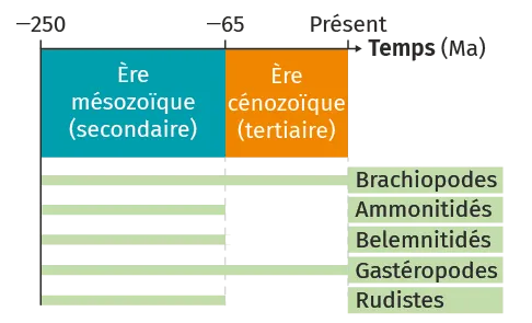 Graphique des ères géologiques, montrant l'extinction de divers invertébrés marins.