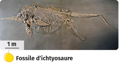 Fossile d'ichtyosaure