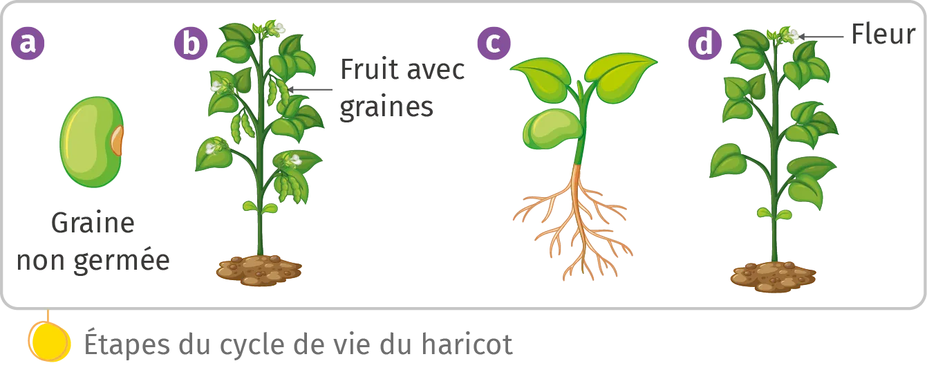 Étapes du cycle de vie du haricot