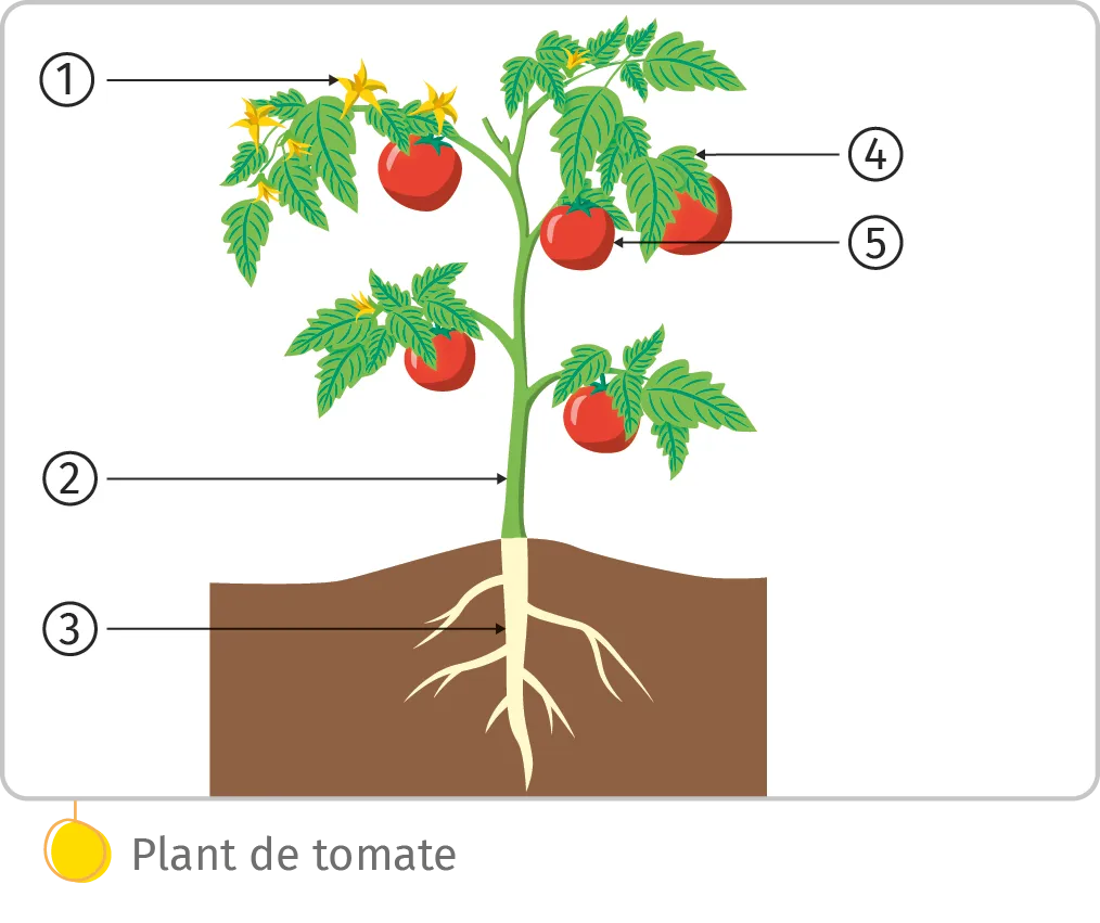 Plant de tomate