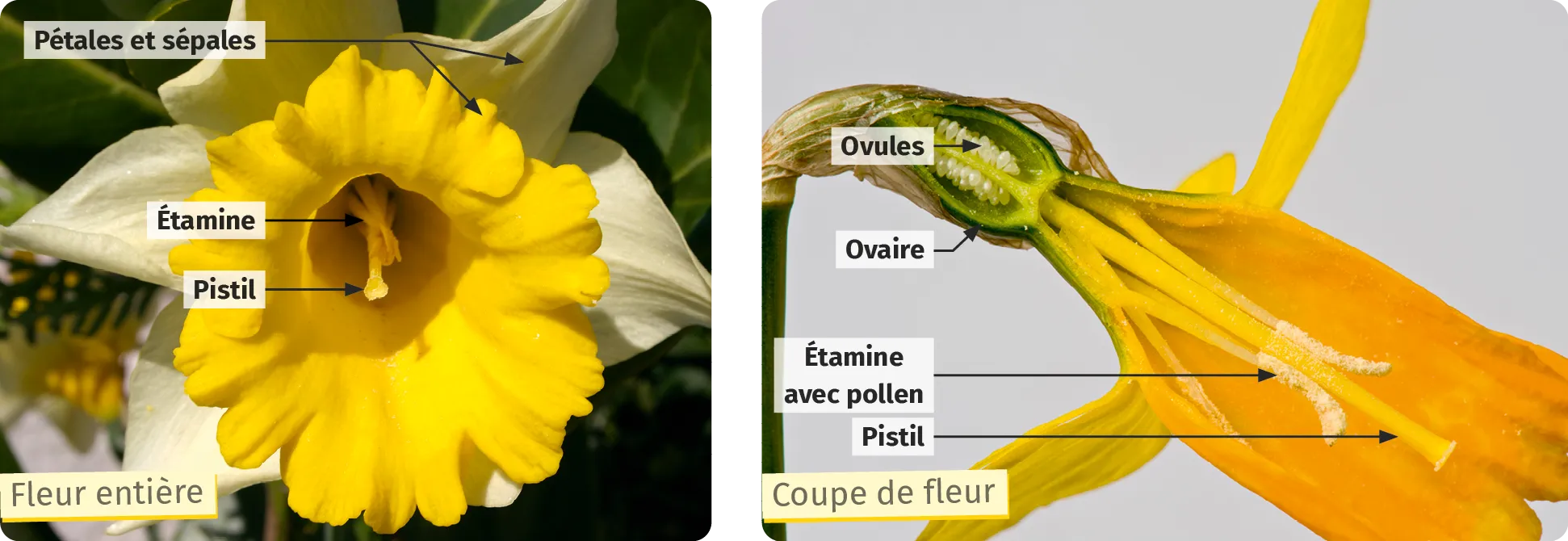 Changements morphologiques et physiologiques lors de la puberté