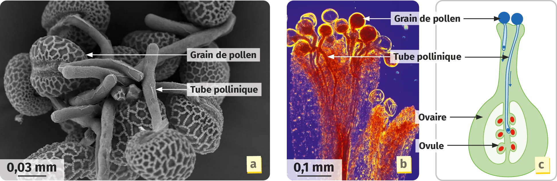 Formation du tube pollinique dans le pistil et fécondation