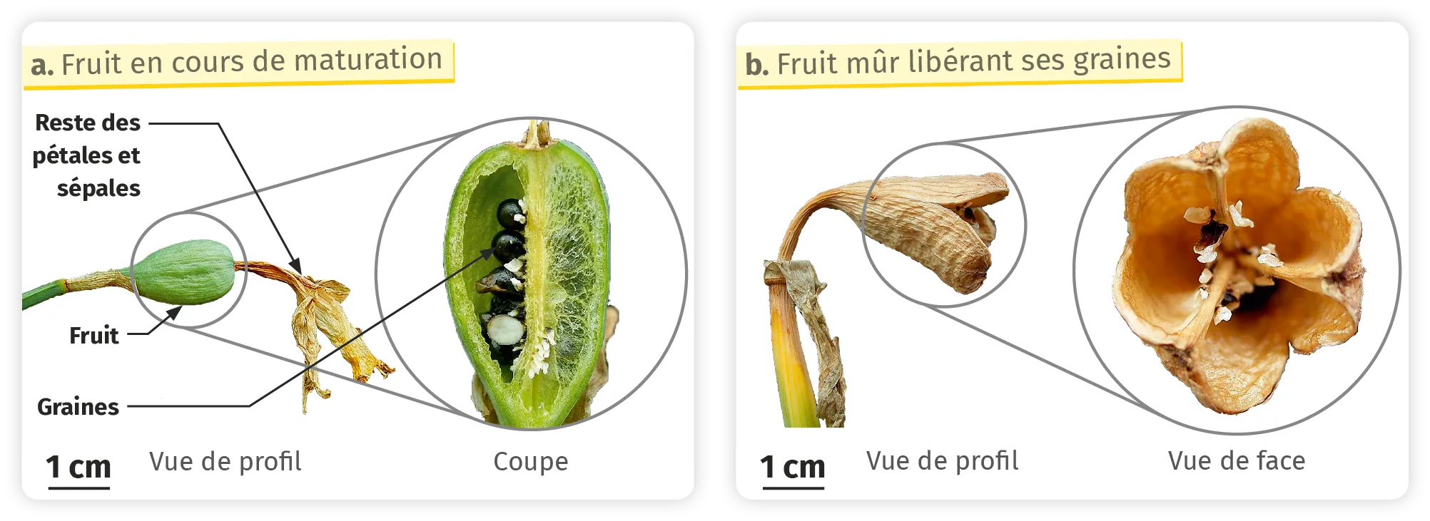 Transformation de la fleur de jonquille en fruit