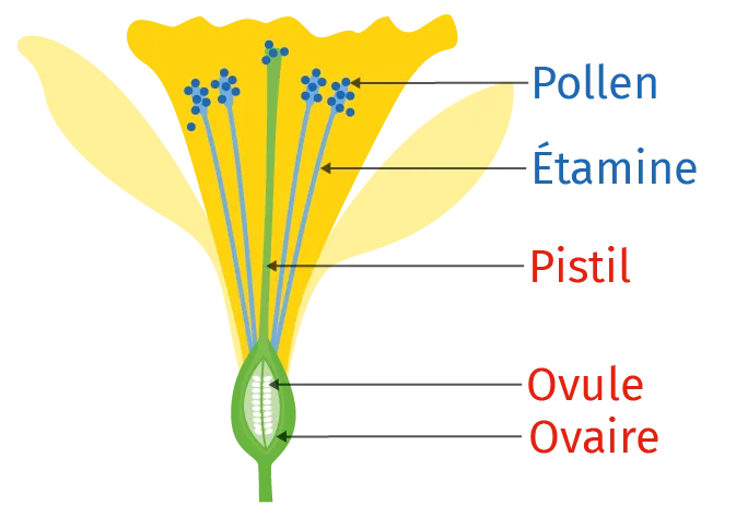 Schéma d'une fleur et sa pollinisation