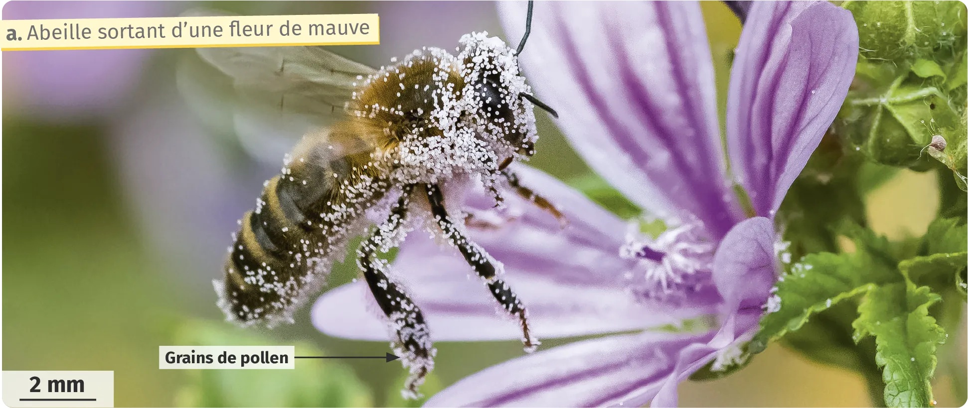 Abeille sortant d'une fleur mauve