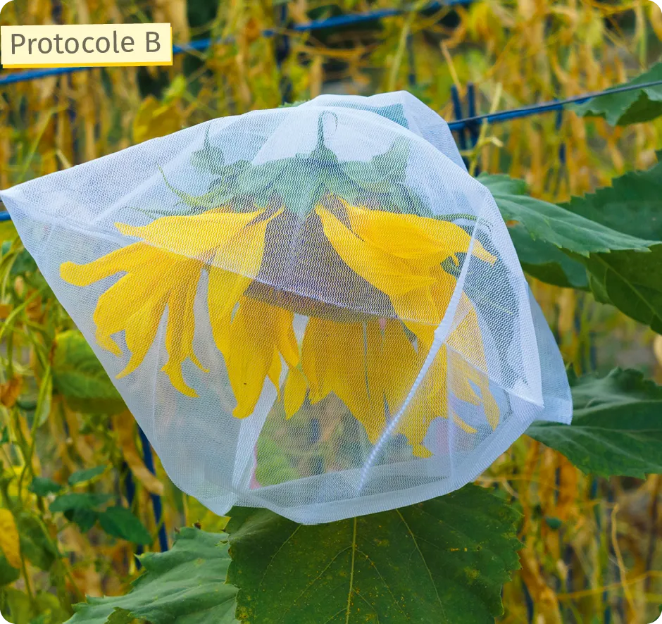 Tournesol isolé dans un sac