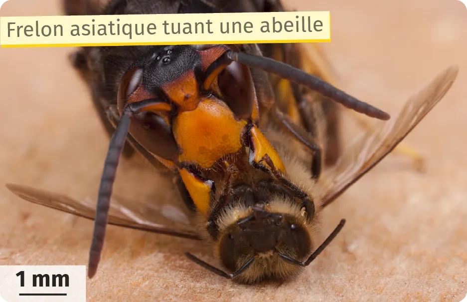 Frelon asiatique tuant une abeille