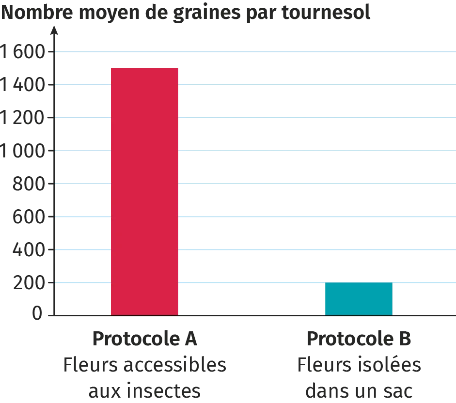 Infographie du nombre moyen de graines par tournesol en fonction du suivi du protocole A ou B