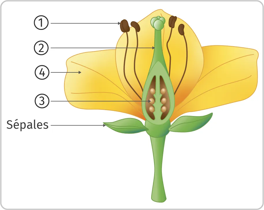 Schéma d'une fleur