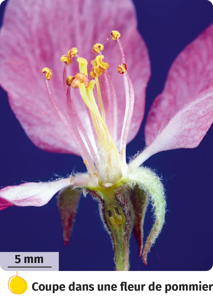 Coupe d'une fleur de pommier