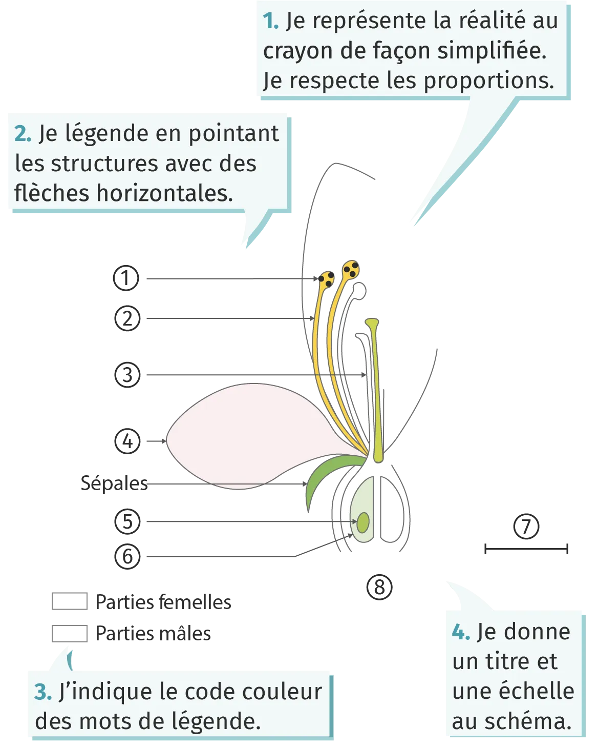 Schéma d'une fleur de pommier