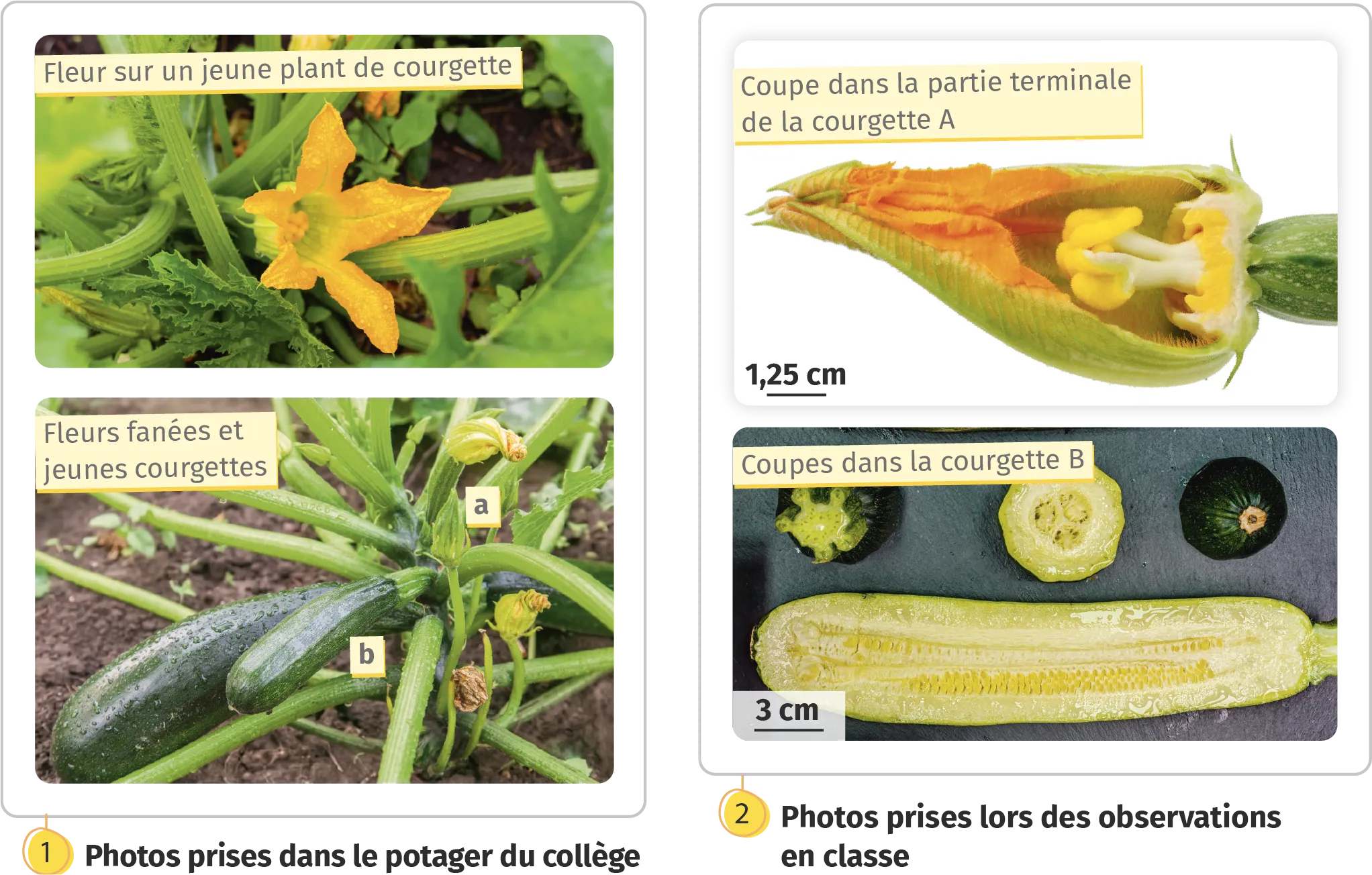 Photos de courgettes récupérées dans le potager du collège