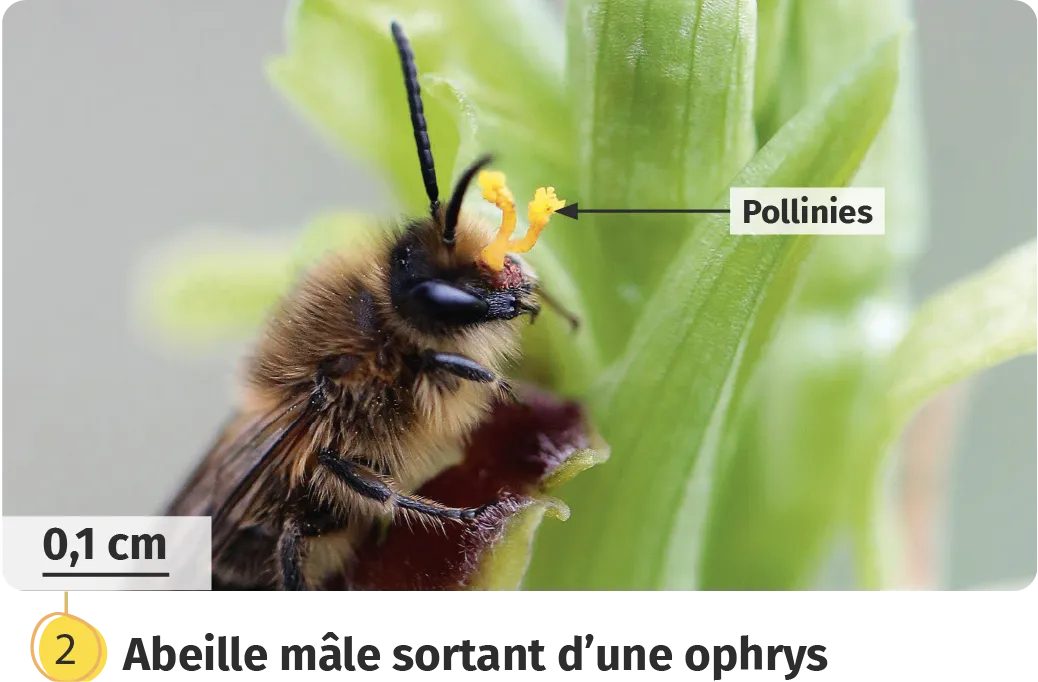 Abeille mâle sortant d'une ophrys