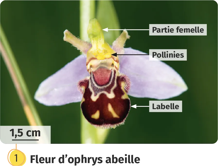 Fleur d'ophrys abeille