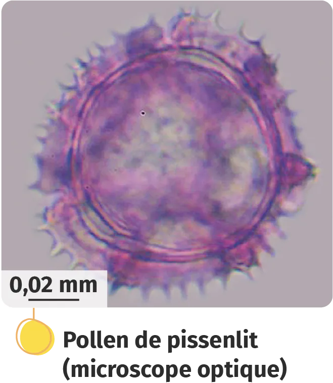 Pollen de pissenlit au microscope optique