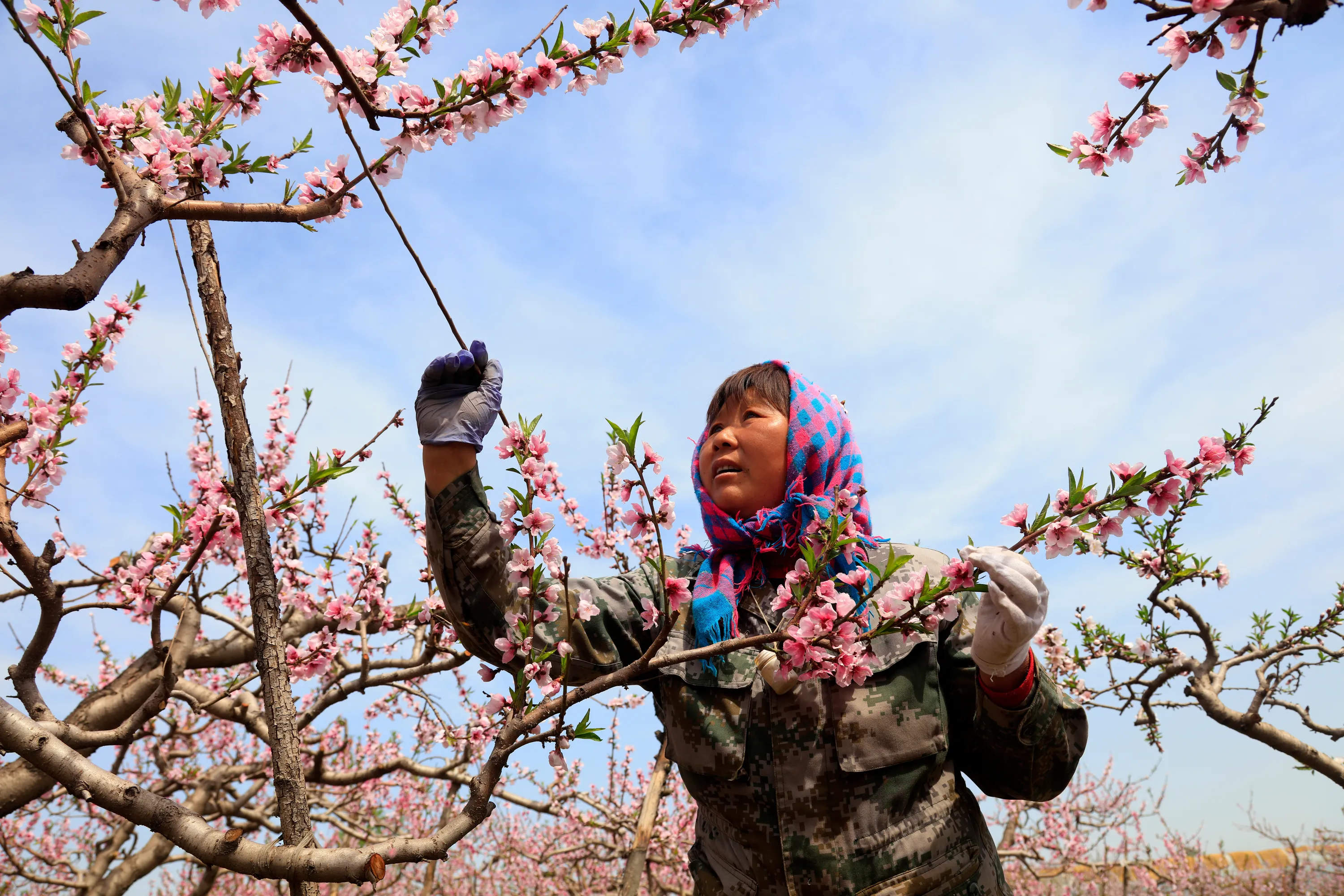 Une agricultrice chinoise trempe un plumeau dans un bocal de pollen, puis le frotte délicatement sur chaque fleur de pêcher de son exploitation