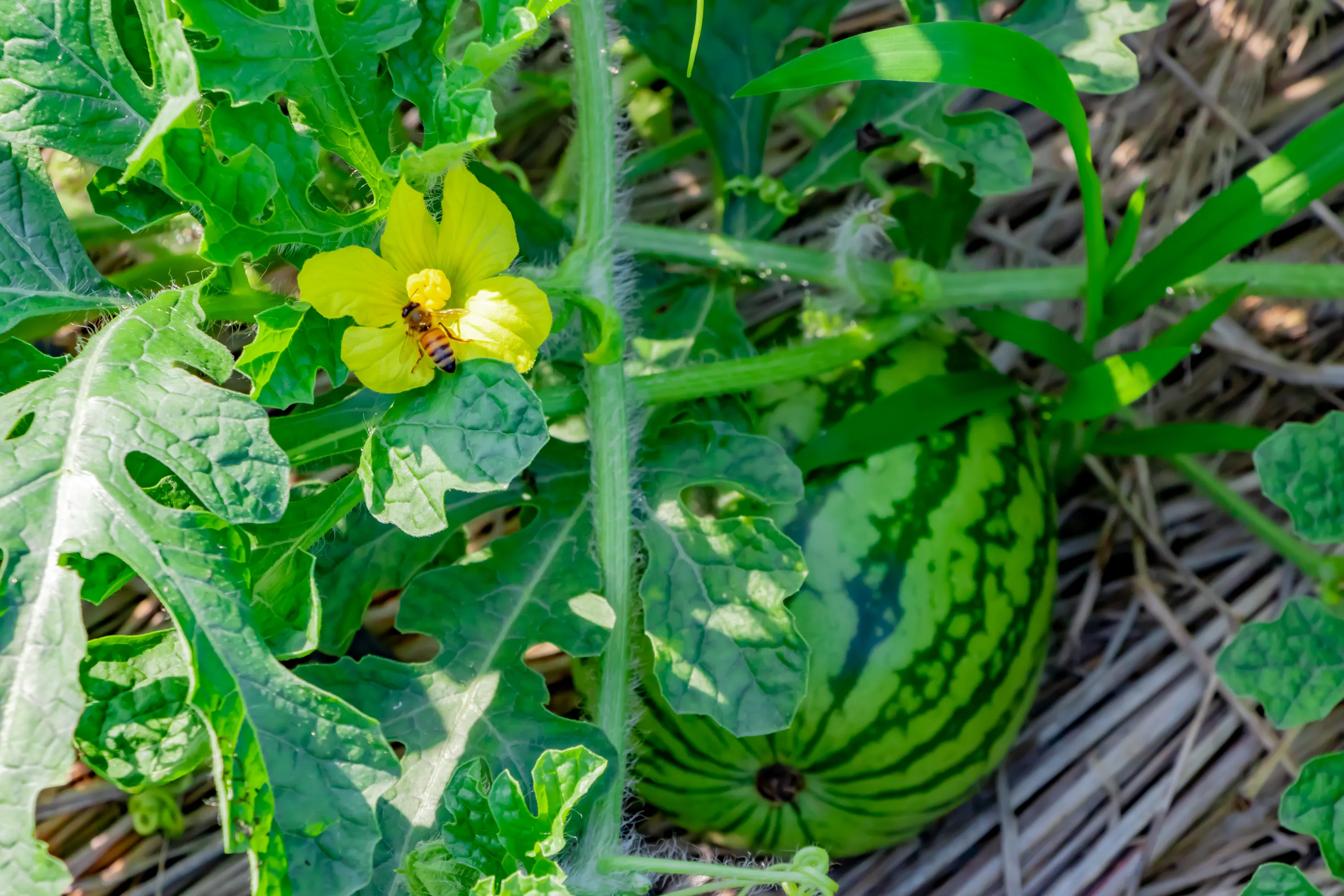 Fleur et jeune fruit dans un champ de pastèque