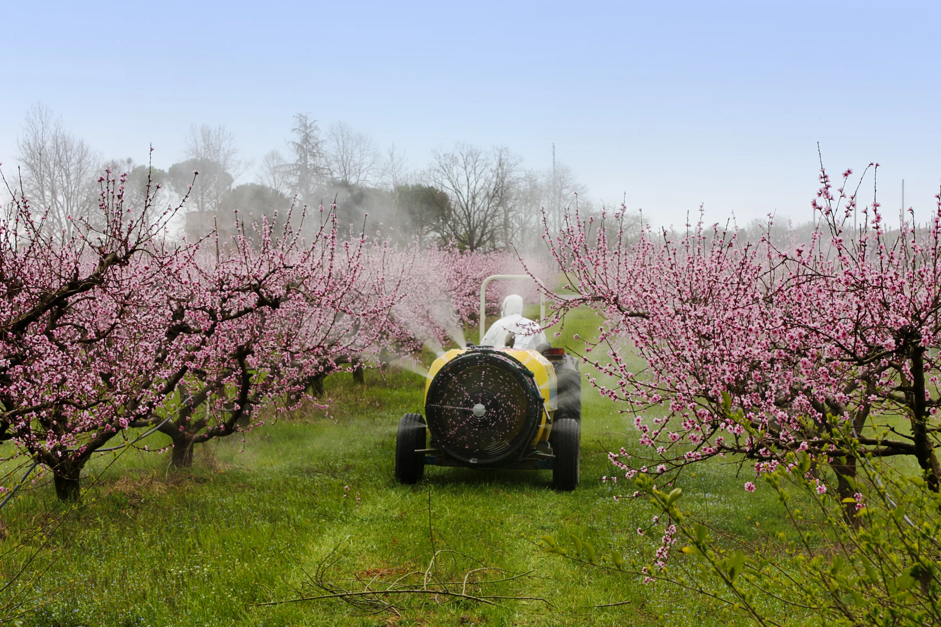 Pulvérisation de pesticides dans un champ de pêche