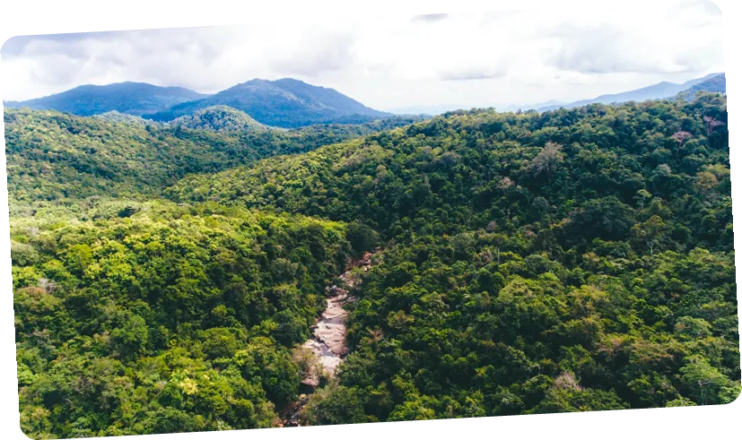 Forêt tropicale de Java en Indonésie