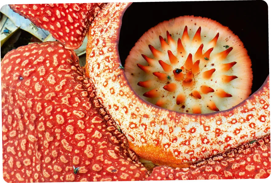 Serre agricole avec panneaux solaires au-dessus et arbres fruitiers en dessous.