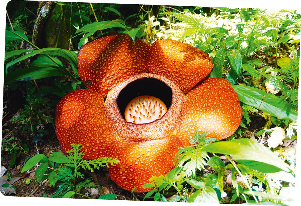 Rafflesia, la plus grande fleur du monde