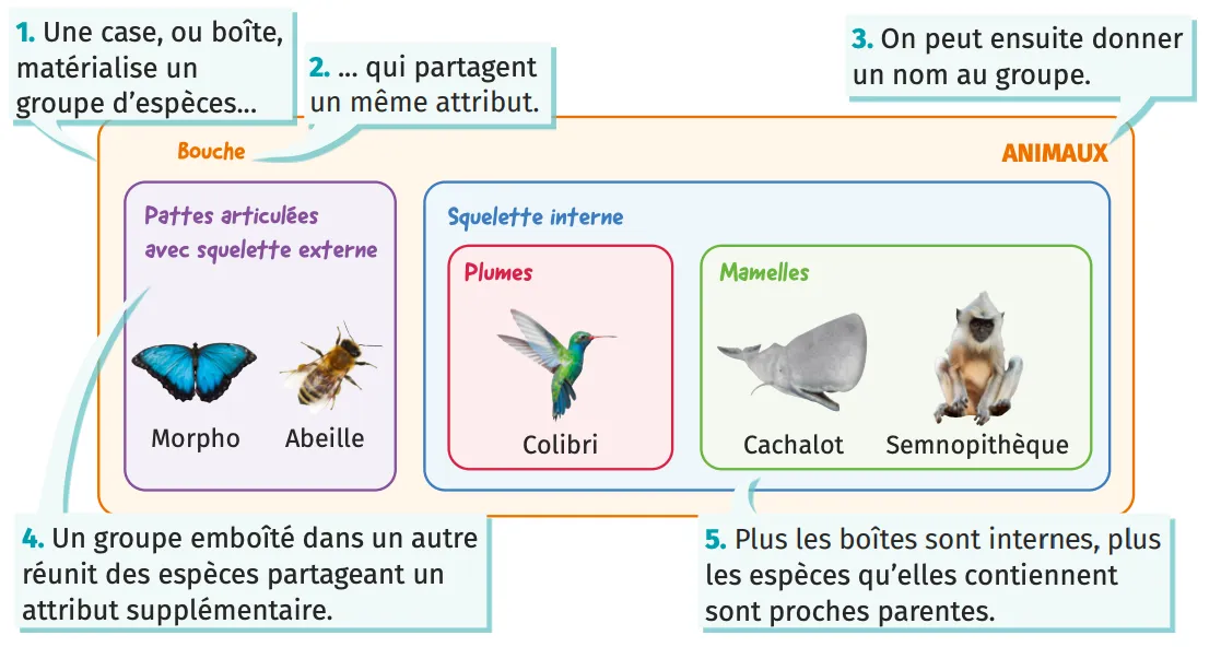 Classification des animaux