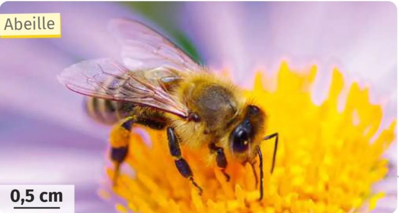 Abeille sur fleur jaune, ailes translucides, fond violet flou.