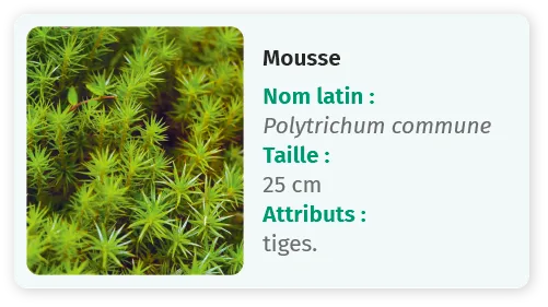 Mousse verte, Polytrichum commune, 25 cm, avec tiges.