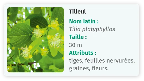 Panneau sur le tilleul: nom latin Tilia platyphyllos, 30m, tiges, feuilles nervurées, graines, fleurs.