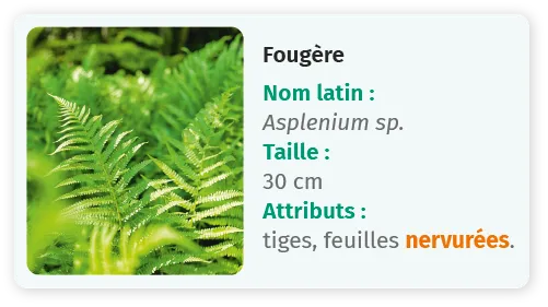 Fougère verte, Asplenium sp., 30 cm, feuilles nervurées.