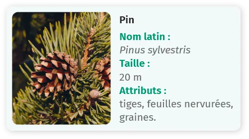 Pin avec cônes, feuilles pointues. Pinus sylvestris, 20m, tiges, feuilles nervurées, graines.