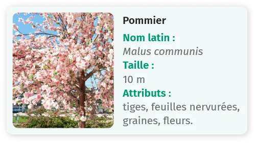 Pommier en fleurs, infos botaniques à côté.