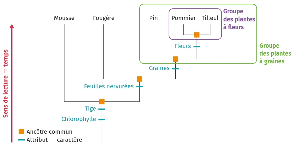 Arbre évolutif des plantes, montrant l'évolution de la mousse au tilleul avec des caractères clés.