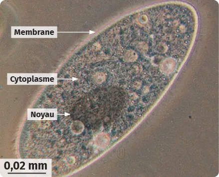 Image microscopique d'une cellule avec noyau, cytoplasme et membrane étiquetés. Taille: 0,02 mm.