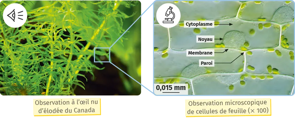 Observation à l'œil nu d'élodée du Canada / Observation microscopique de cellules de feuille (× 100)