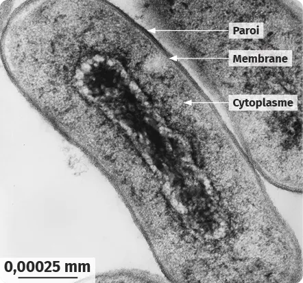 Image microscopique d'une bactérie avec paroi, membrane et cytoplasme étiquetés.