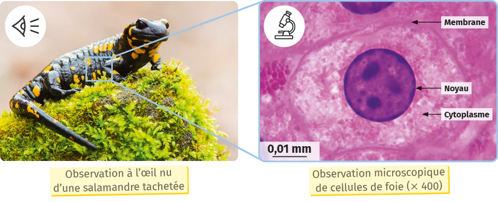 Observation à l'œil nu d'une salamandre tachetée / Observation microscopique de cellules de foie (× 400)