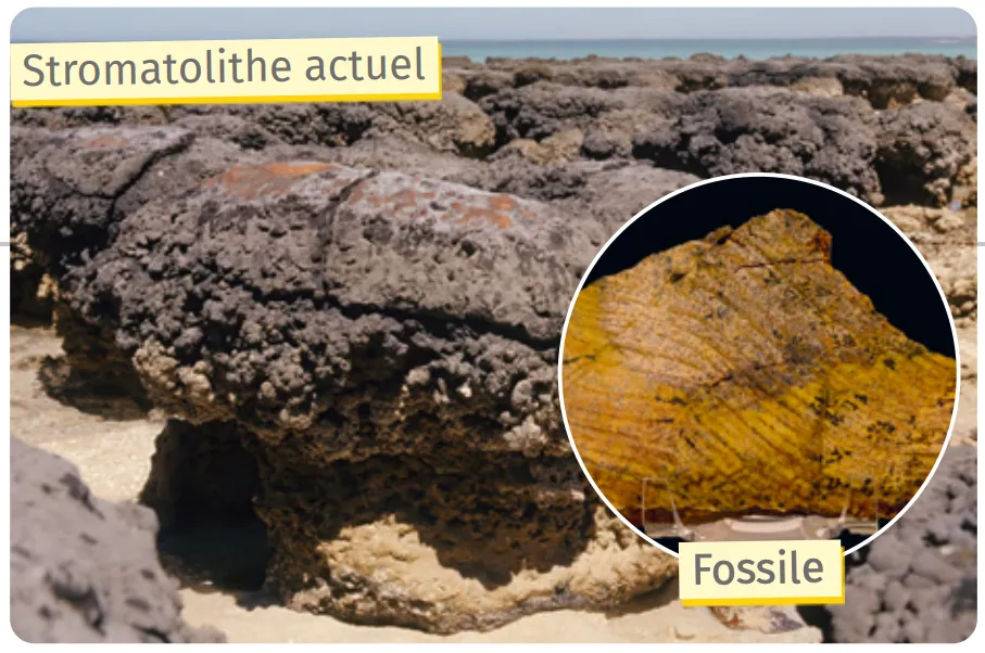 Rochers noirs et rugueux sur sable clair, ciel bleu en arrière-plan.