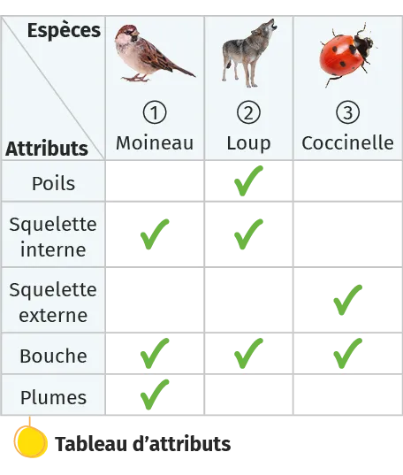 tableau d'attributs