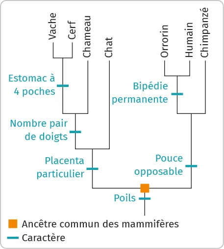 Arbre de parenté